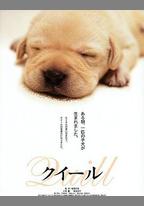 導盲犬小Q